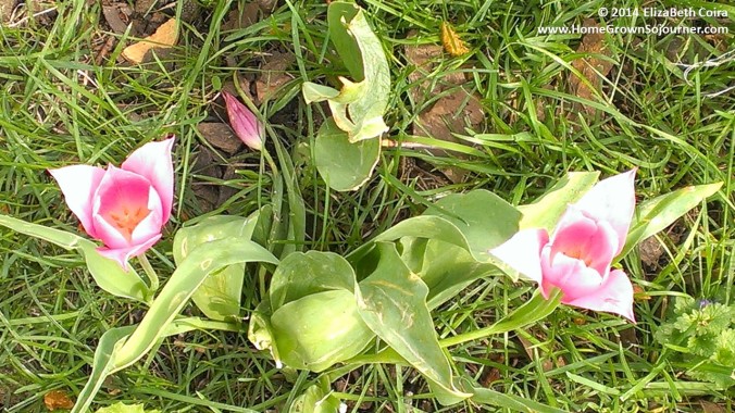 Planting Tulips By ElizaBeth Coira